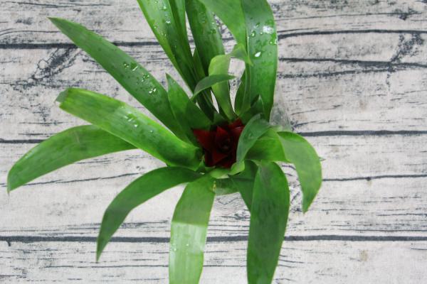 鸿运当头花不红怎么办