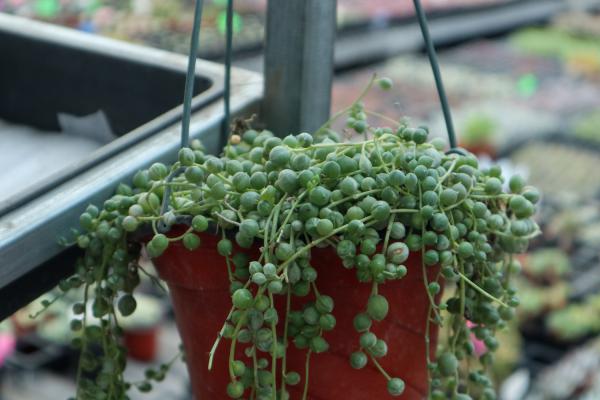 珍珠吊兰腐烂怎么办?这样做挽救你的花!