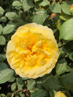 现在赶紧这样做，长寿月季还能再开一茬！