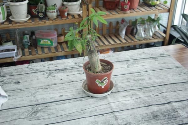 发财树绿萝稀稀拉拉?肯定是你没做到这一点!