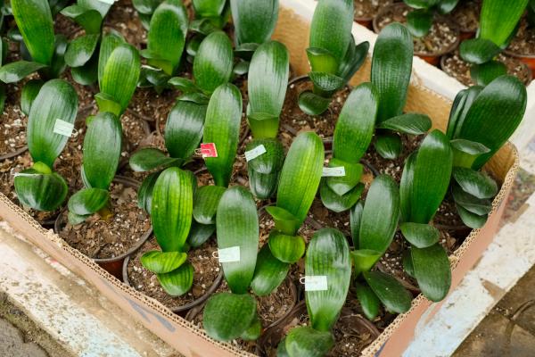 养了13年的君子兰空根了怎么办？学会这几招就行了！