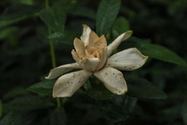 他剪了根栀子花，塞到矿泉水瓶里，7天就长出白花花的根...