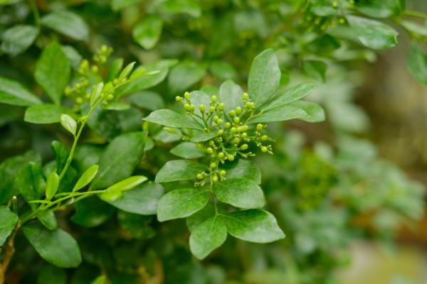 花10万块钱买的盆景，夏天没过完就死了，心痛！