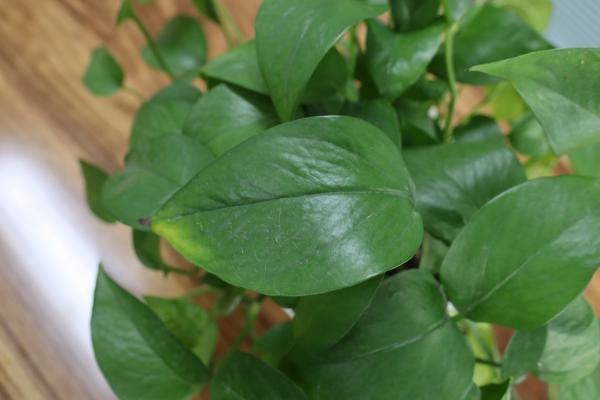 绿萝夏天怎样浇水好