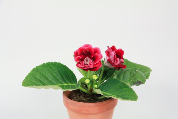 大岩桐休眠如何处理