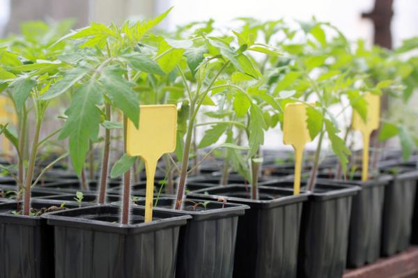 买了一个西红柿，切成片埋土里，没想到吃都吃不完......