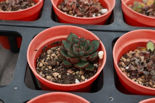 半死不活的多肉，只要盆里塞点它，蹭蹭蹭长爆盆！