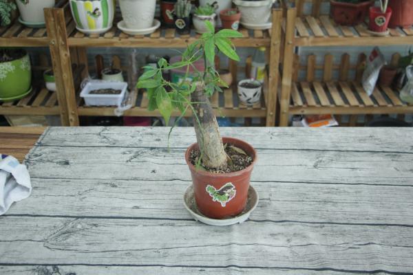 快死的绿萝发财树…被她3分钟救活，咋做的？