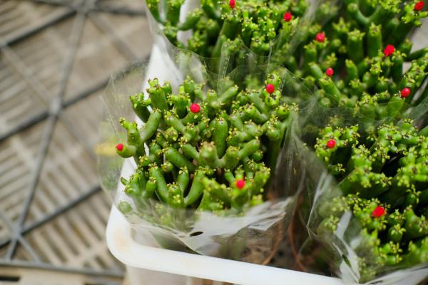 膨珊瑚的繁殖方法