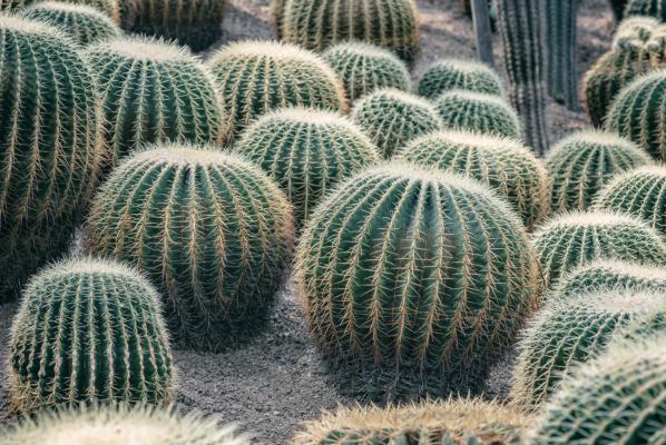 仙人球长斑怎么办