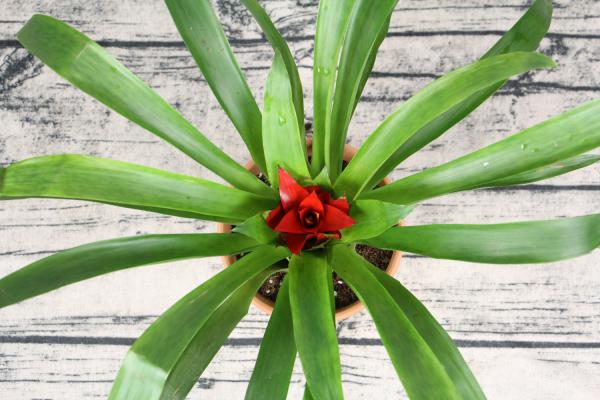 红运当头花怎么养才红