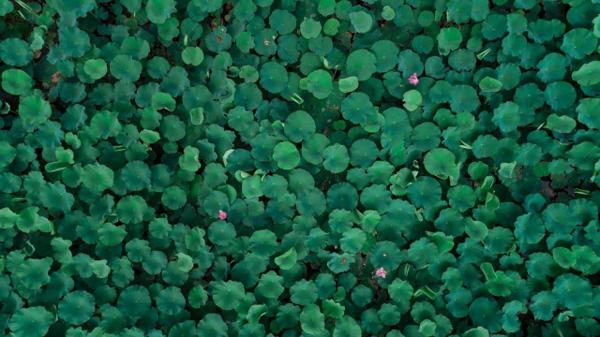 一个老外拍的荷花，惊艳全中国！