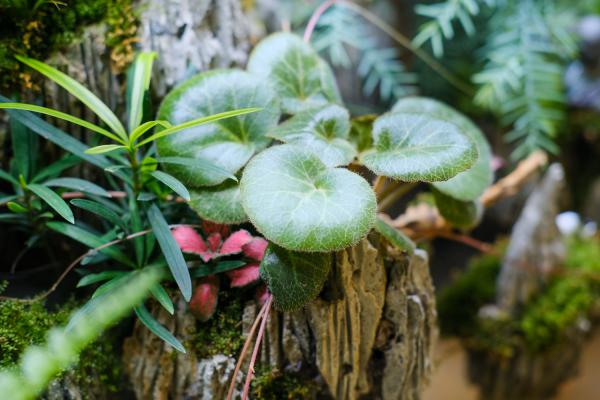 微型盆景的养殖技巧