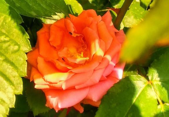 月季盆景的造型方式