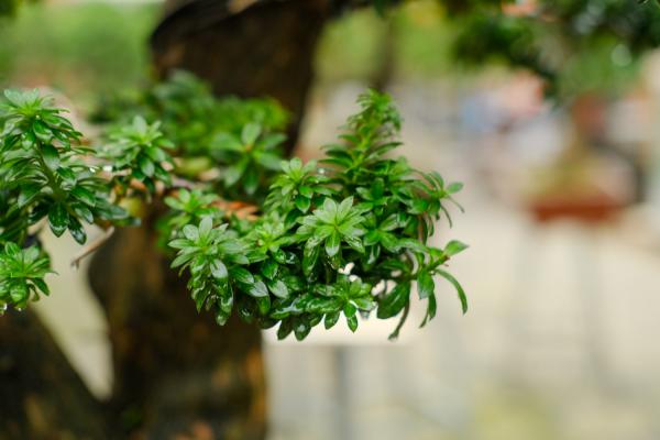 盆景的夏季养护要注意哪些要点