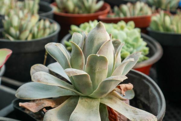 多肉施肥的四大法则