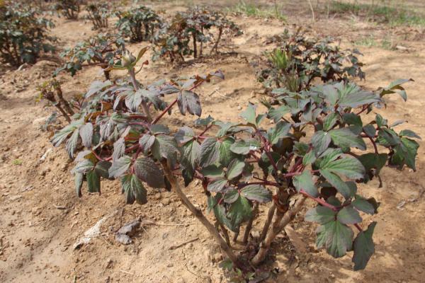 牡丹花的春季管理方法