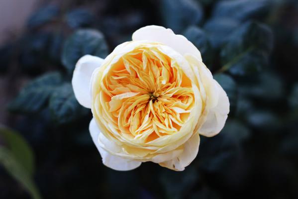 把月季1棵变10棵，只需1个小动作，人人都能学会！