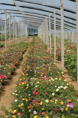 太阳花怎么移栽