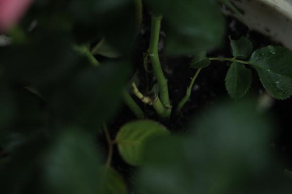 如何延长月季花的花期