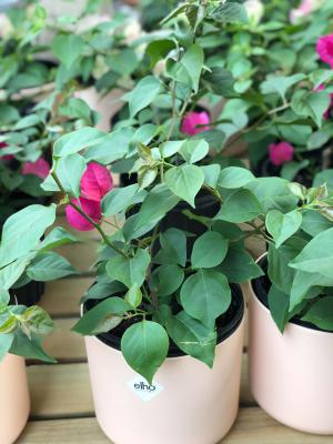 三角梅什么时候剪枝最好