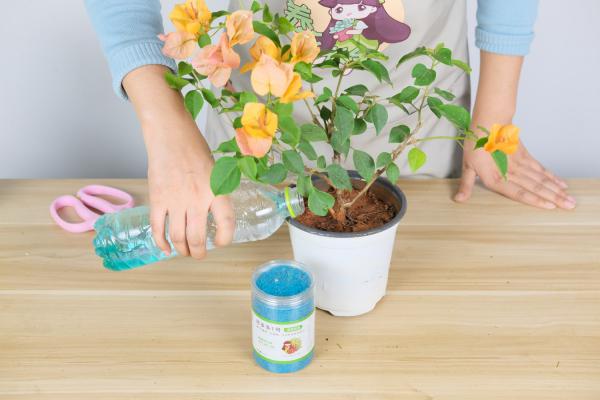 三角梅怎么剪枝