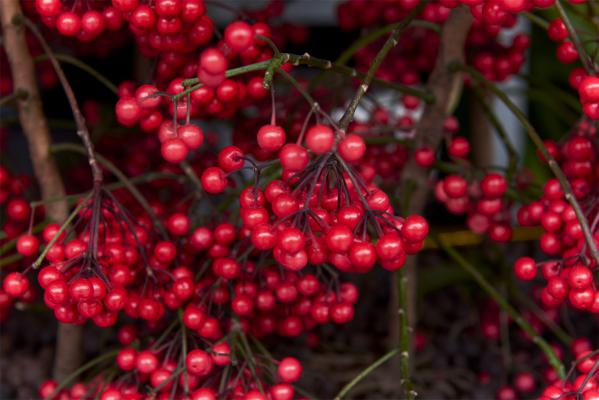 朱砂根的果实能繁殖吗