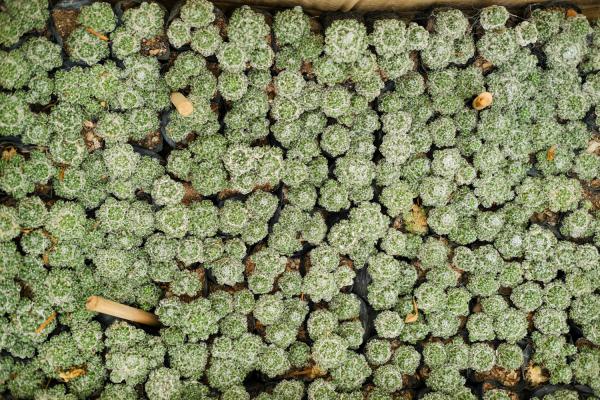 仙人球兜怎么浇水