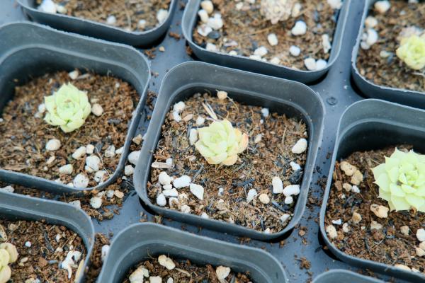 多肉植物养根的重要性