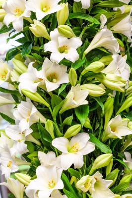 百合花瓶插怎么养护