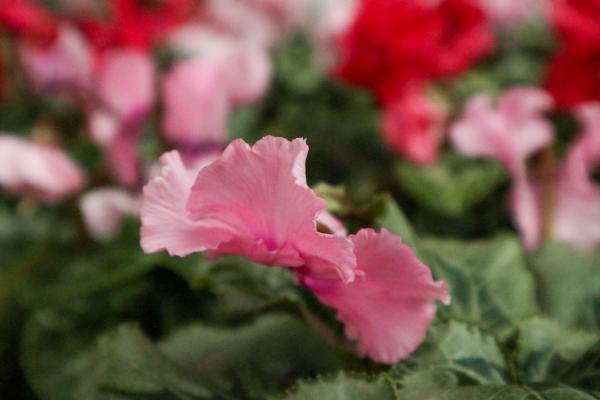 仙客来休眠期用浇水吗