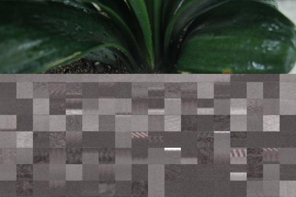 君子兰的叶子可以剪吗