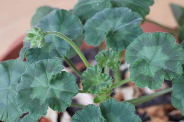 天竺葵夏天怎么养护