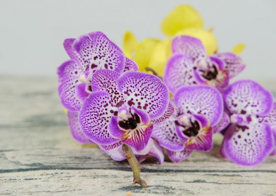 蝴蝶兰多久浇一次水