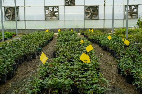 消灭小飞虫的方法