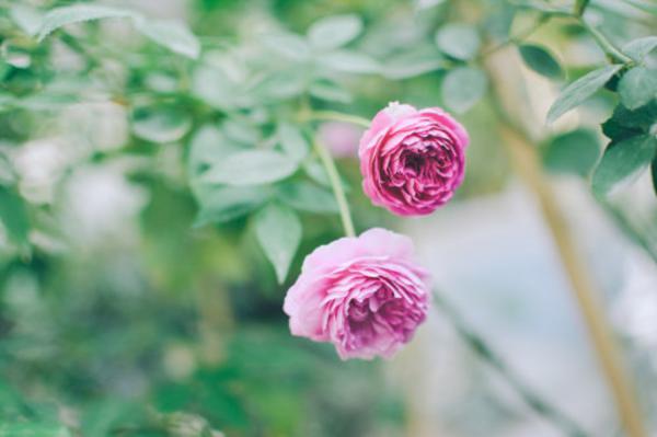 月季花繁叶茂的修剪方法