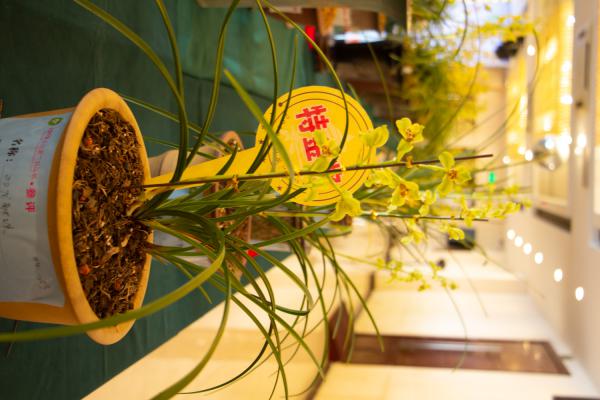 兰花换盆后怎么浇水