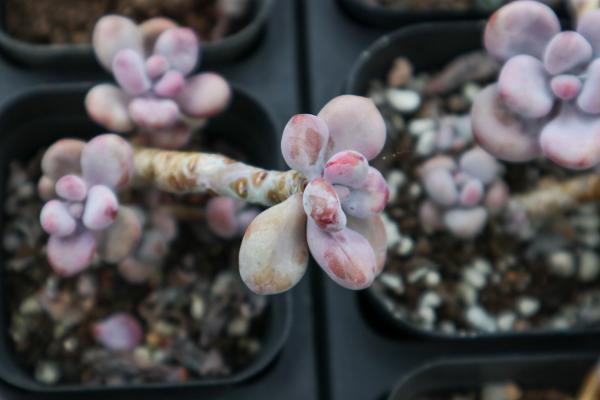 新买来的桃之卵怎么养胖