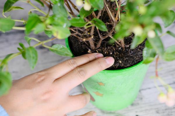 倒挂金钟的夏季休眠及其养护