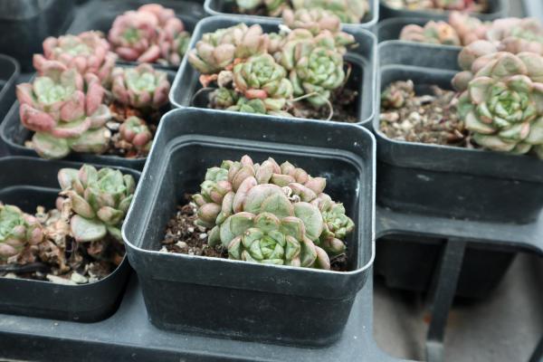 多肉露养怎么养