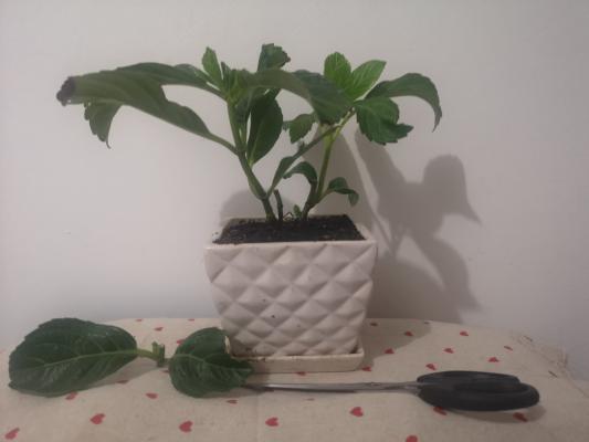 这个夏天，不养绣球，就白过了!