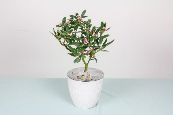 瑞香的繁殖方法大全