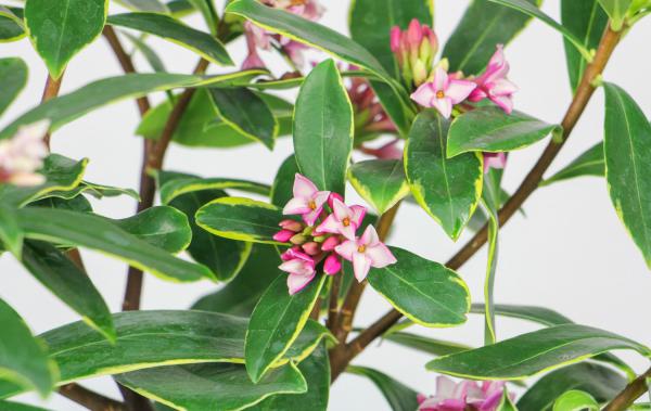 瑞香的修剪方法