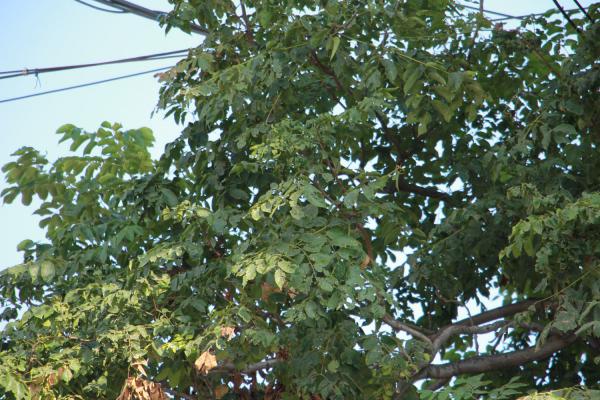 栾树扦插繁殖方法