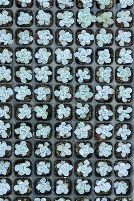 夏天,多肉都是这么死的!提前预防,1个不少