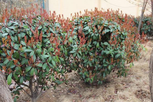 石楠花的繁殖方法