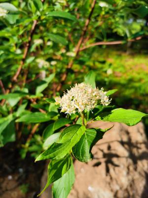 红瑞木的硬枝扦插方法