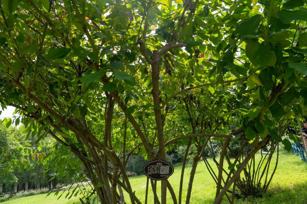 红瑞木的嫩枝扦插方法