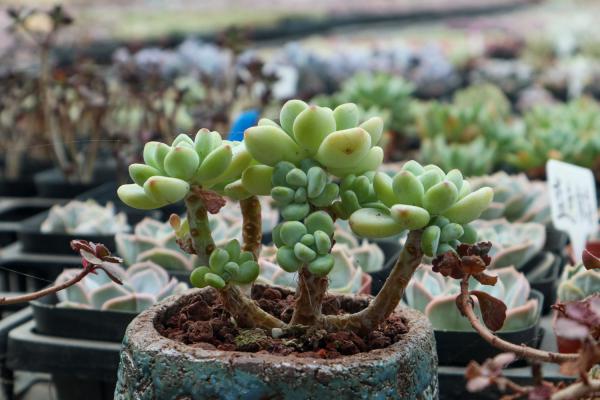 多肉盆底加点料,夏天不用死翘翘