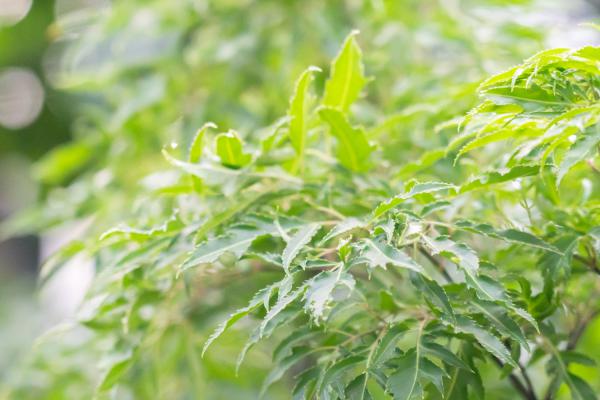 羽叶福禄桐扦插繁殖方法